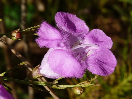 {Agalinis fasciculata}